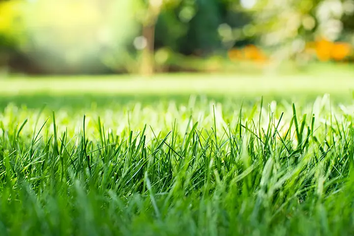 The Best Time of Year for Lawn Renovation in the UK (and Why Spring ...