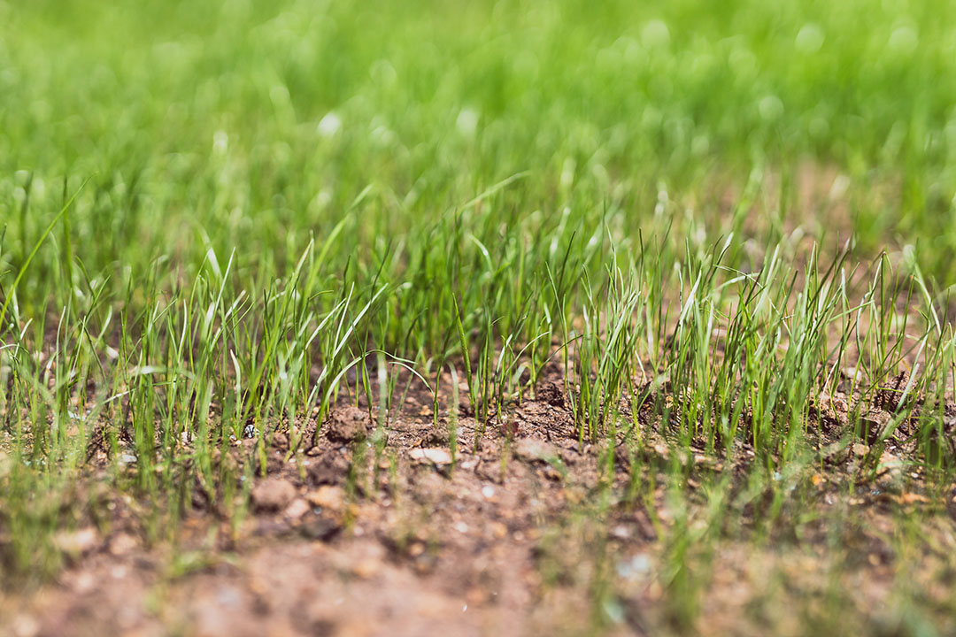 Best Lawn Seed for Sandy Soil in the UK (Expert Guide for Dry & Coastal ...