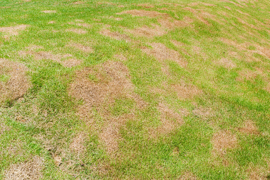 Orpatchy Lawn Alternatives for Patchy or High-Wear Areas - Formby Gardener