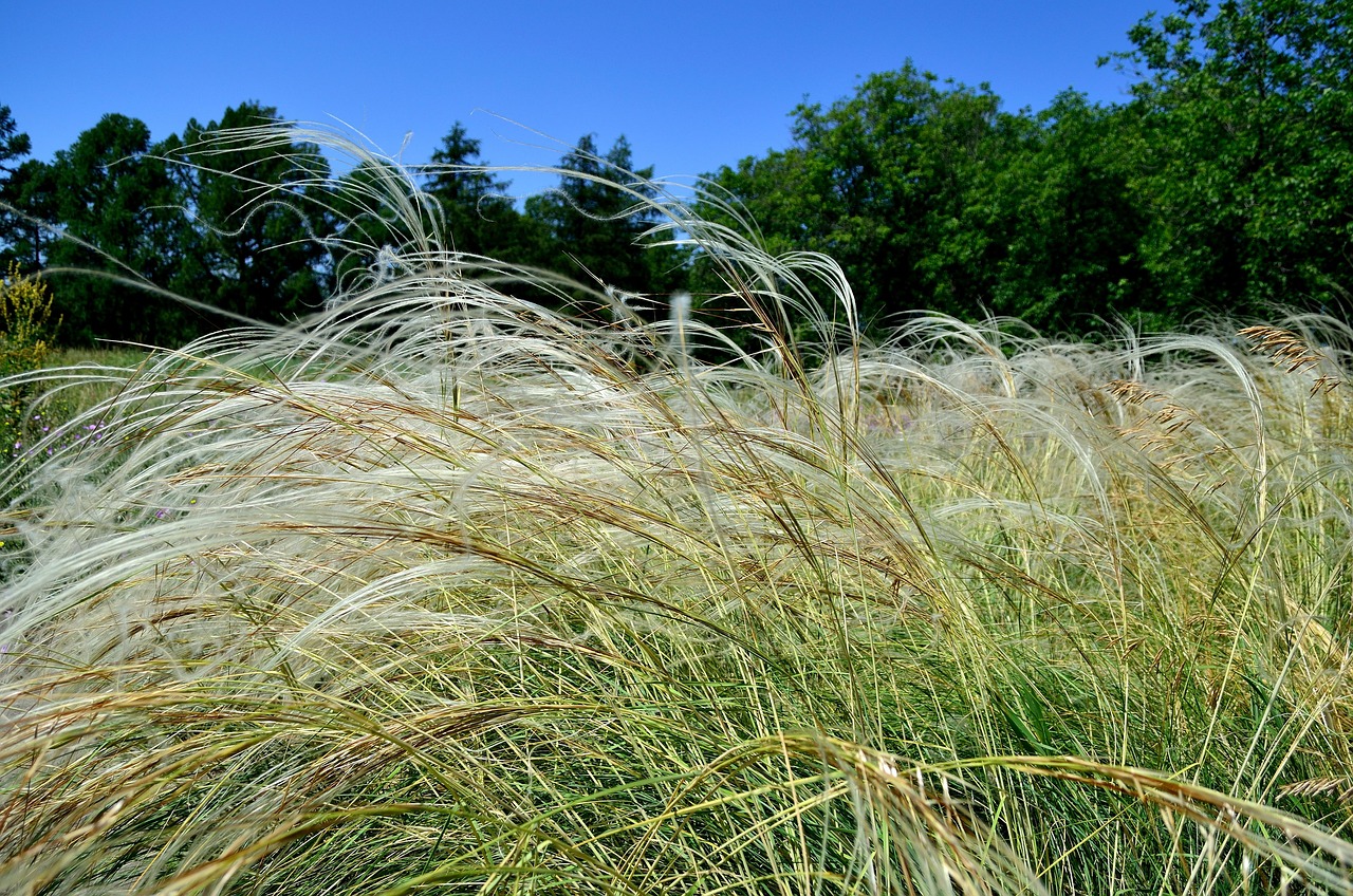 Drought-Tolerant Plants That Thrive in Sandy Soil - Formby Gardener
