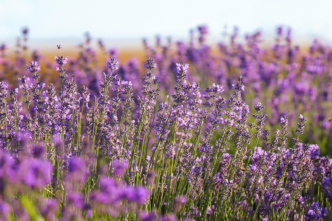 The Best Plants for Sandy Soil in Coastal Gardens - Formby Gardener
