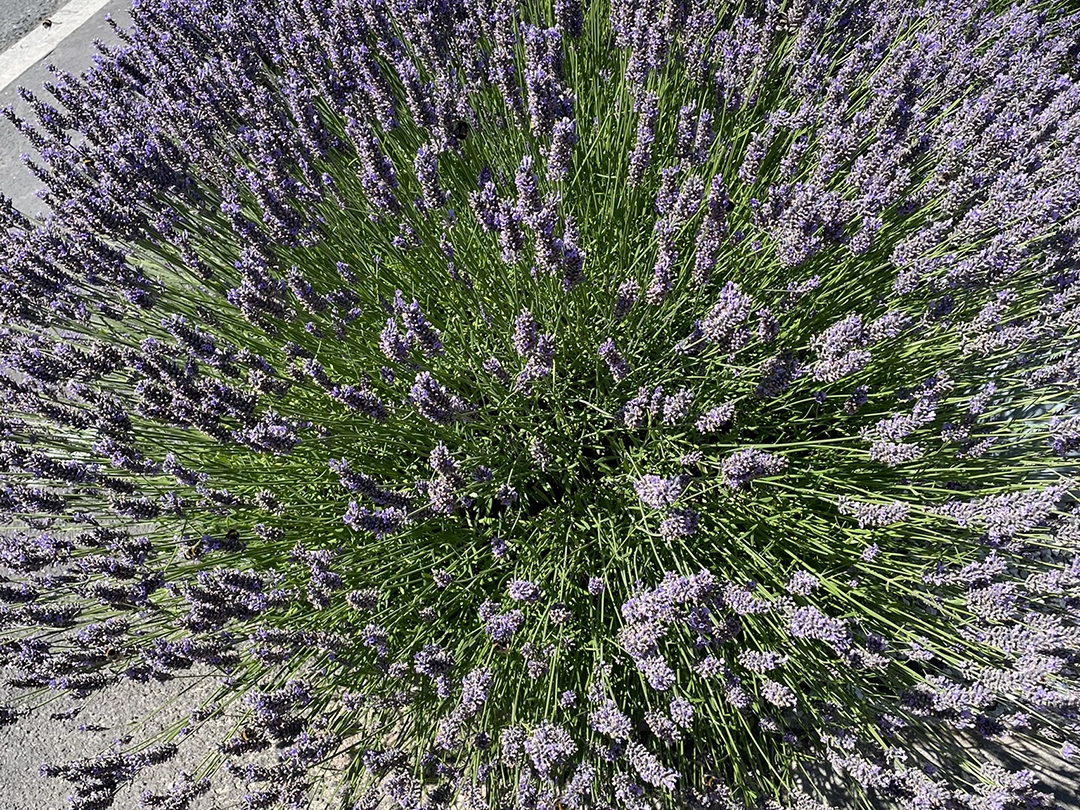 Lavender for Sandy & Coastal Gardens (UK Plant Advice) - Formby Gardener